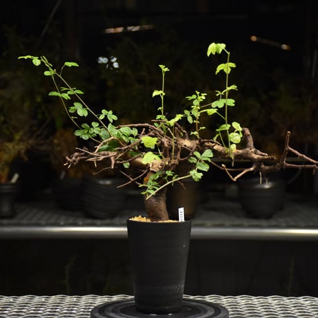 Commiphora Boranensis　コミフォラ ボラネンシス　発根済現地株 F25