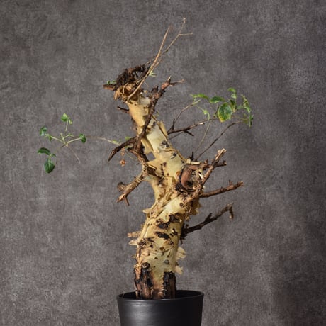 Commiphora kataf var.turkanensis コミフォラ カタフ ターカネンシス 発根済現地株 #3