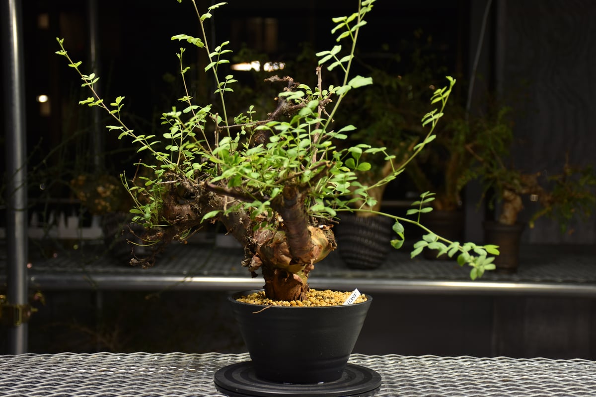 8/25 値下げ　極上株コミフォラ　ボラネンシス 8/25 値下げ 極上株コミフォラ ボラネンシス コミフォラ