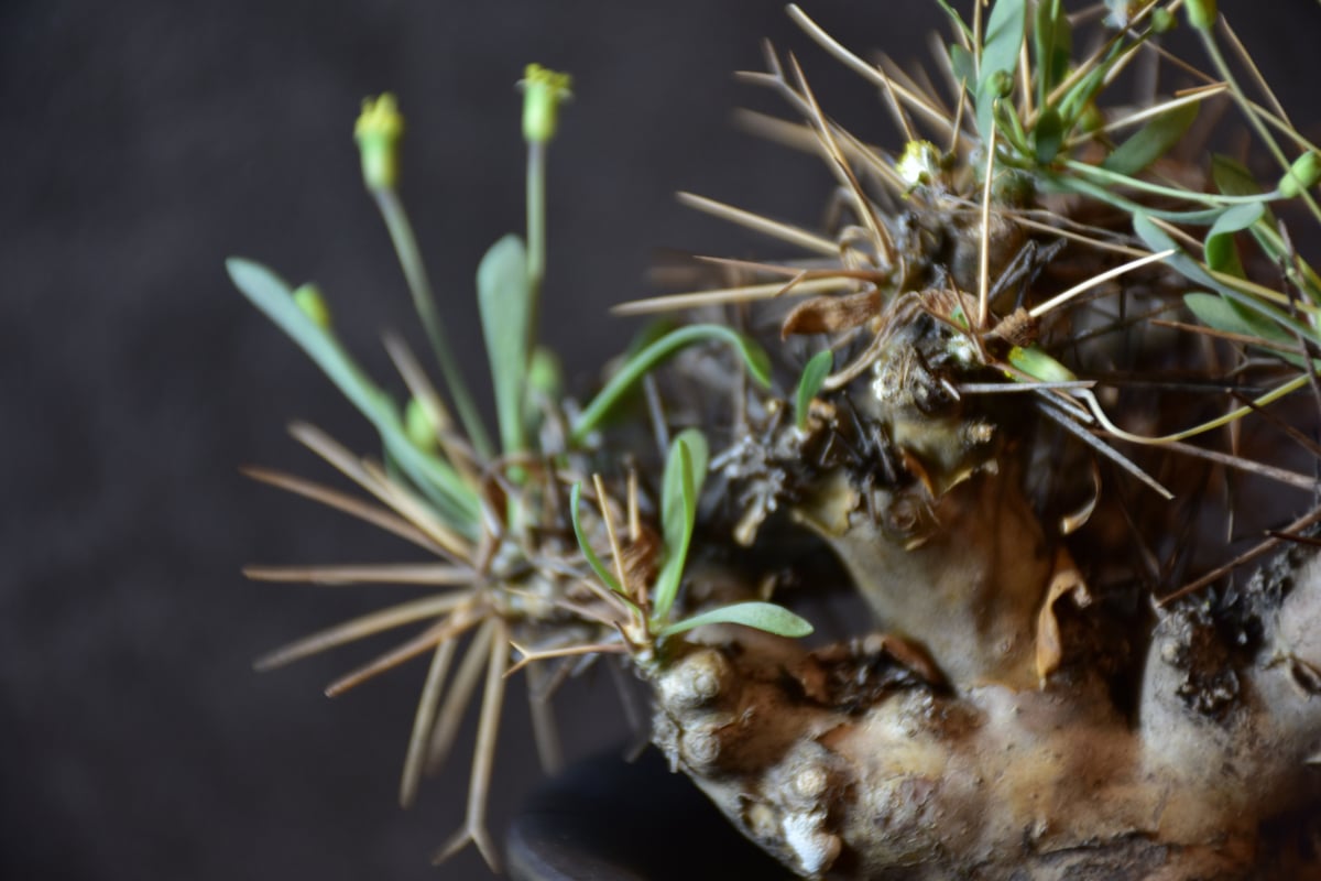 Othonna euphorbioides オトンナ ユーフォルビオイデス 発根済 Othonna euphorbioides オトンナ ユーフォルビオイデス 発根済