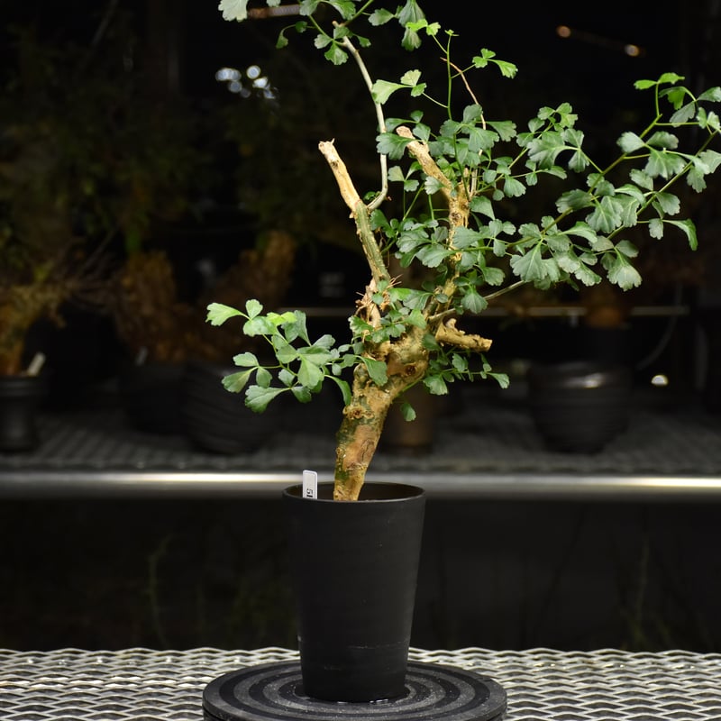 V*E様 特大 コミフォラ カンペストリス Commiphora Campest Commiphora campestris コミフォラ カンペストリス 発根済現地株