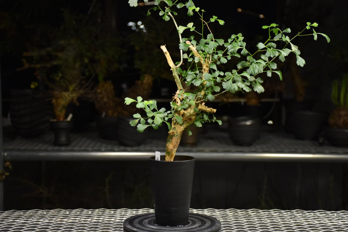 Commiphora campestris コミフォラ カンペストリス 発根済現地株 H1 |