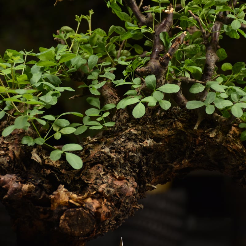 Commiphora Boranensis コミフォラ ボラネンシス 発根済現地株 F15 |