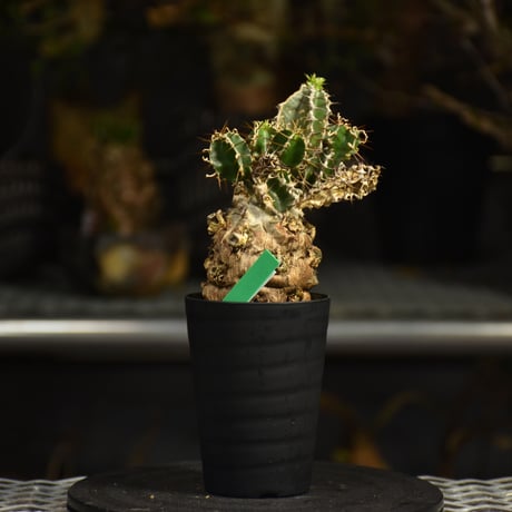 Euphorbia mlanjeana　ユーフォルビア ムランジーナ 発根済現地株 I43
