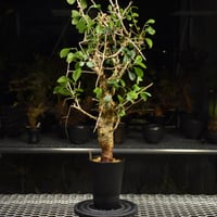 Commiphora habessinica コミフォラ ハベシニカ 発根済現地株 #6 |