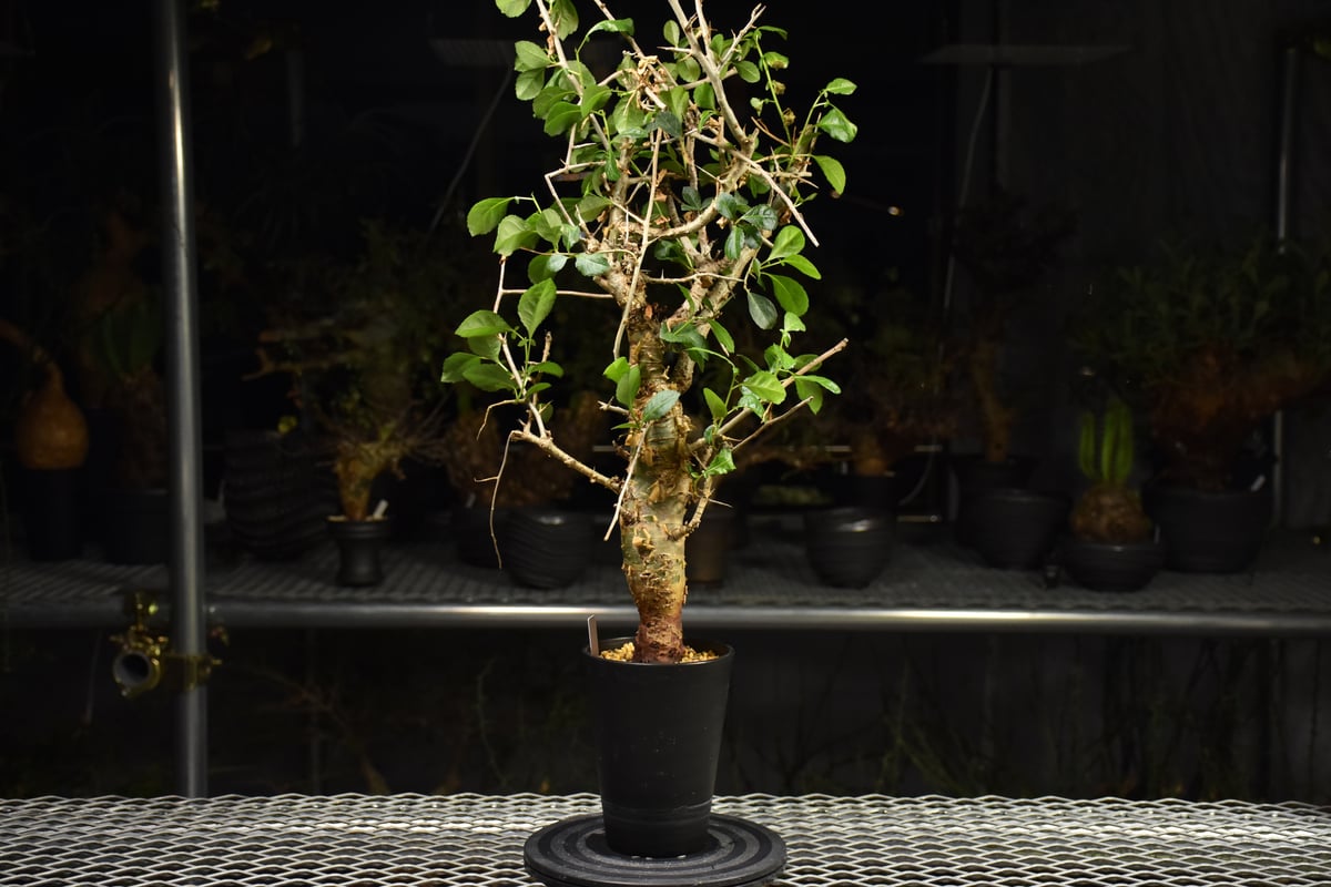 Commiphora habessinica コミフォラ ハベシニカ 発根済現地株 H7 |