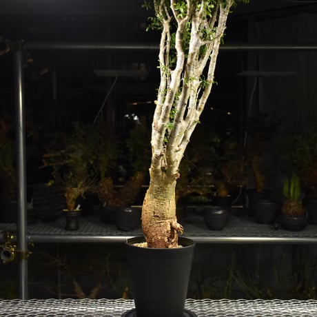 Commiphora humbertii コミフォラ フンベルティ 発根済現地株 I9 送料着払にて発送