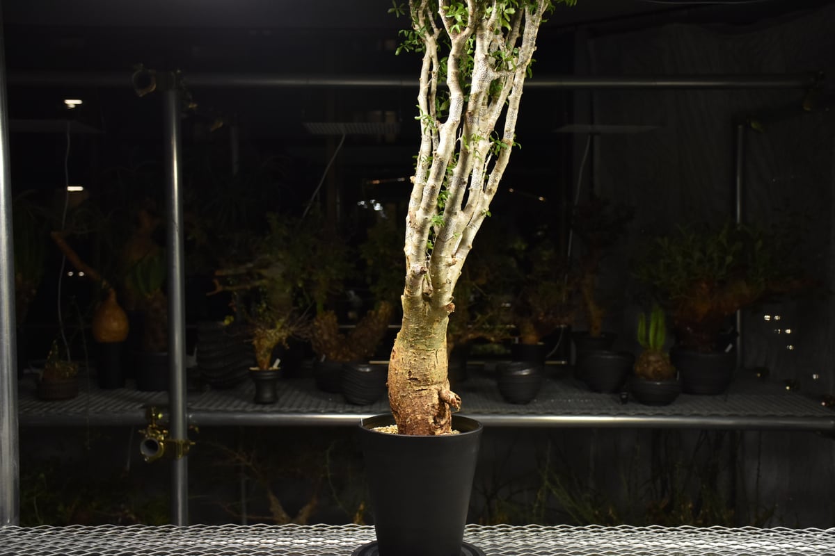 Commiphora humbertii コミフォラ フンベルティ 発根済現地株 I9 送料着