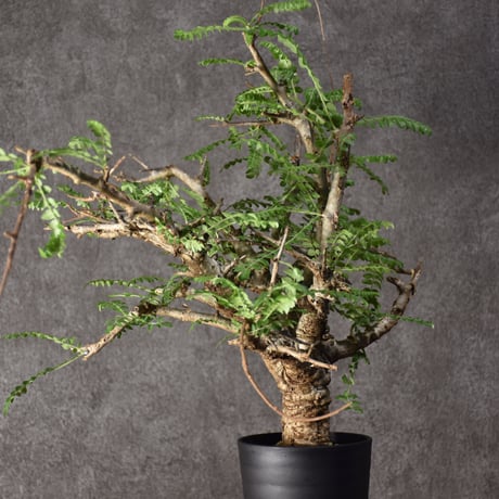 Boswellia neglecta　ボスウェリア ネグレクタ　発根済現地株　#5