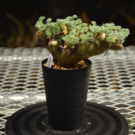 Monsonia herrei　モンソニア ヘレー　発根済現地株 6Bb10