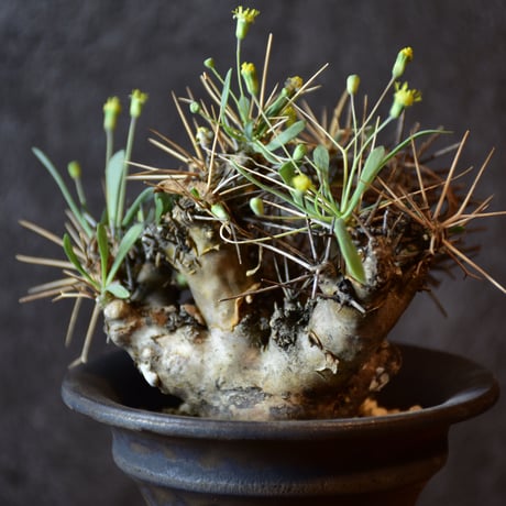 Othonna euphorbioides　オトンナ ユーフォルビオイデス　発根済現地株 #2