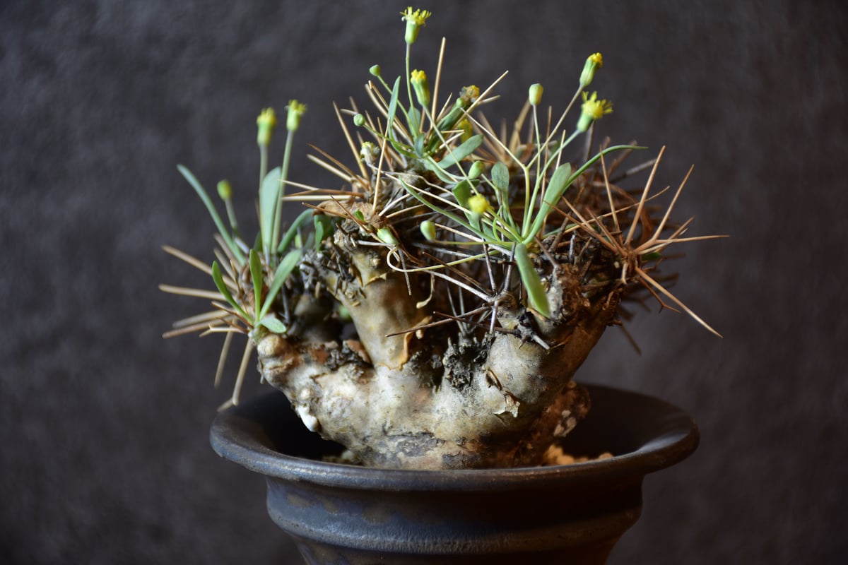 Othonna euphorbioides オトンナ ユーフォルビオイデス 発根済 Othonna euphorbioides オトンナ ユーフォルビオイデス 発根済