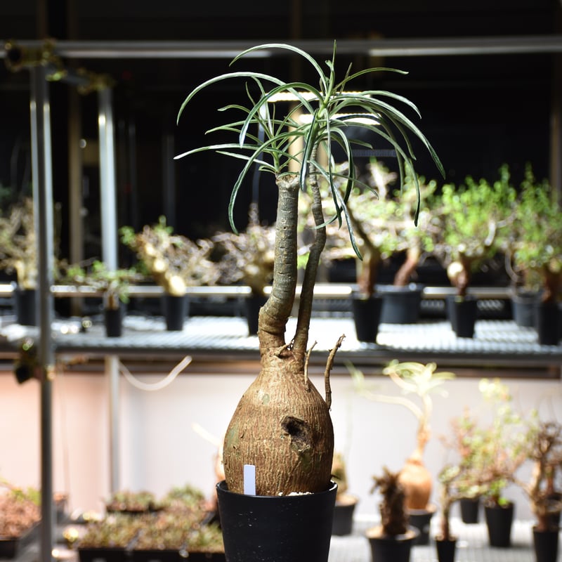Adenium Somalense アデニウム ソマレンセ 発根済現地株 #5 | BONDEX Adenium Somalense アデニウム ソマレンセ 発根済現地株 #5 | BONDEX