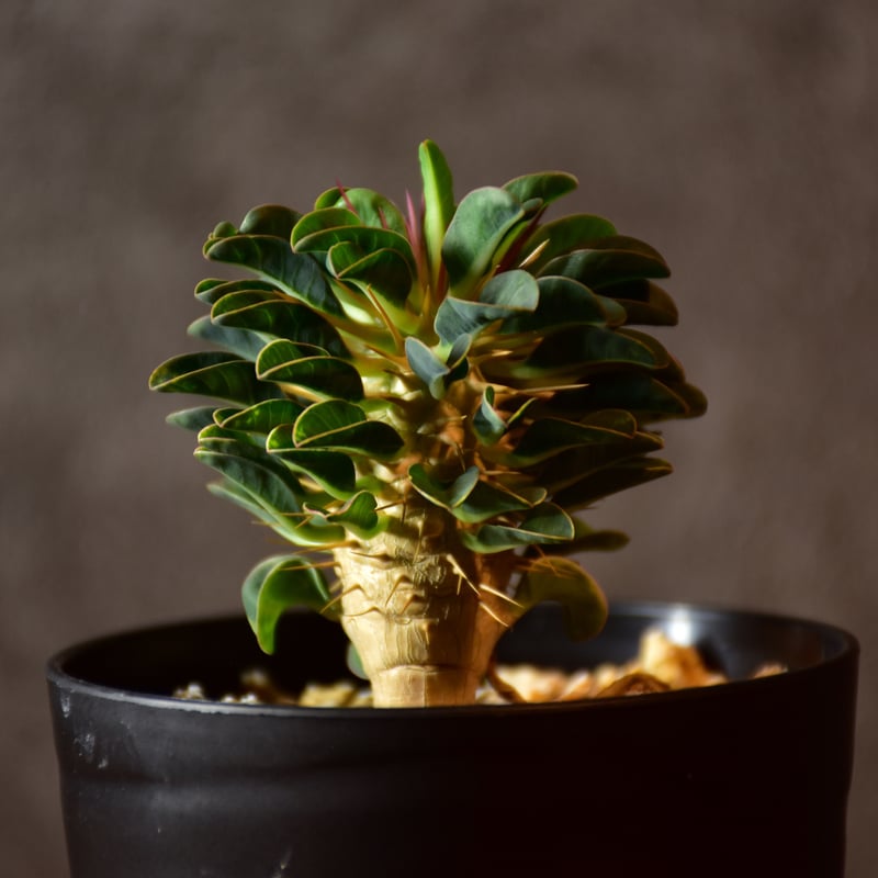 Euphorbia guillauminiana ユーフォルビア ギラウミニアナ 実生株 #2...