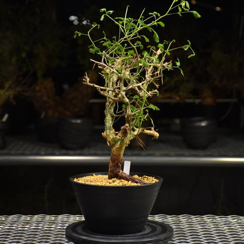 Commiphora campestris コミフォラ カンペストリス 発根済現地株 H3 |