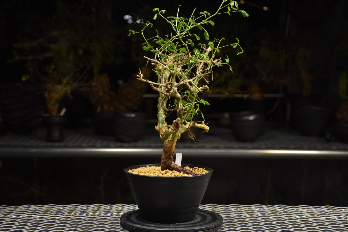 Commiphora campestris コミフォラ カンペストリス 発根済現地株 H3 |