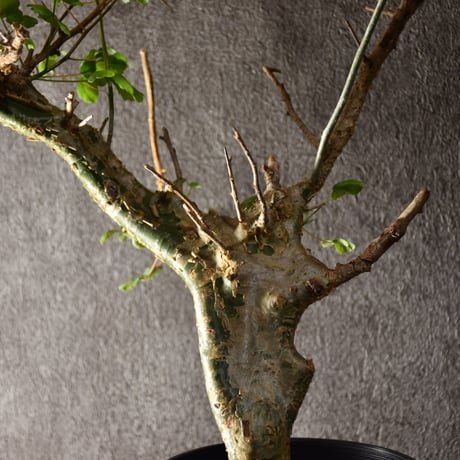 Commiphora campestris var. campestris コミフォラ カンペストリス 発根済現地株 #1