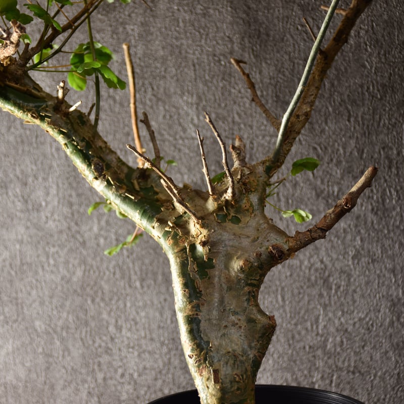 Commiphora campestris var. campestris コミフォラ カンペ