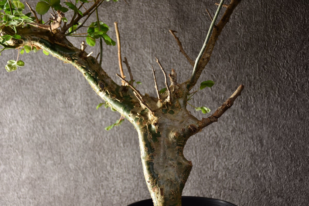 Commiphora campestris var. campestris コミフォラ カンペ