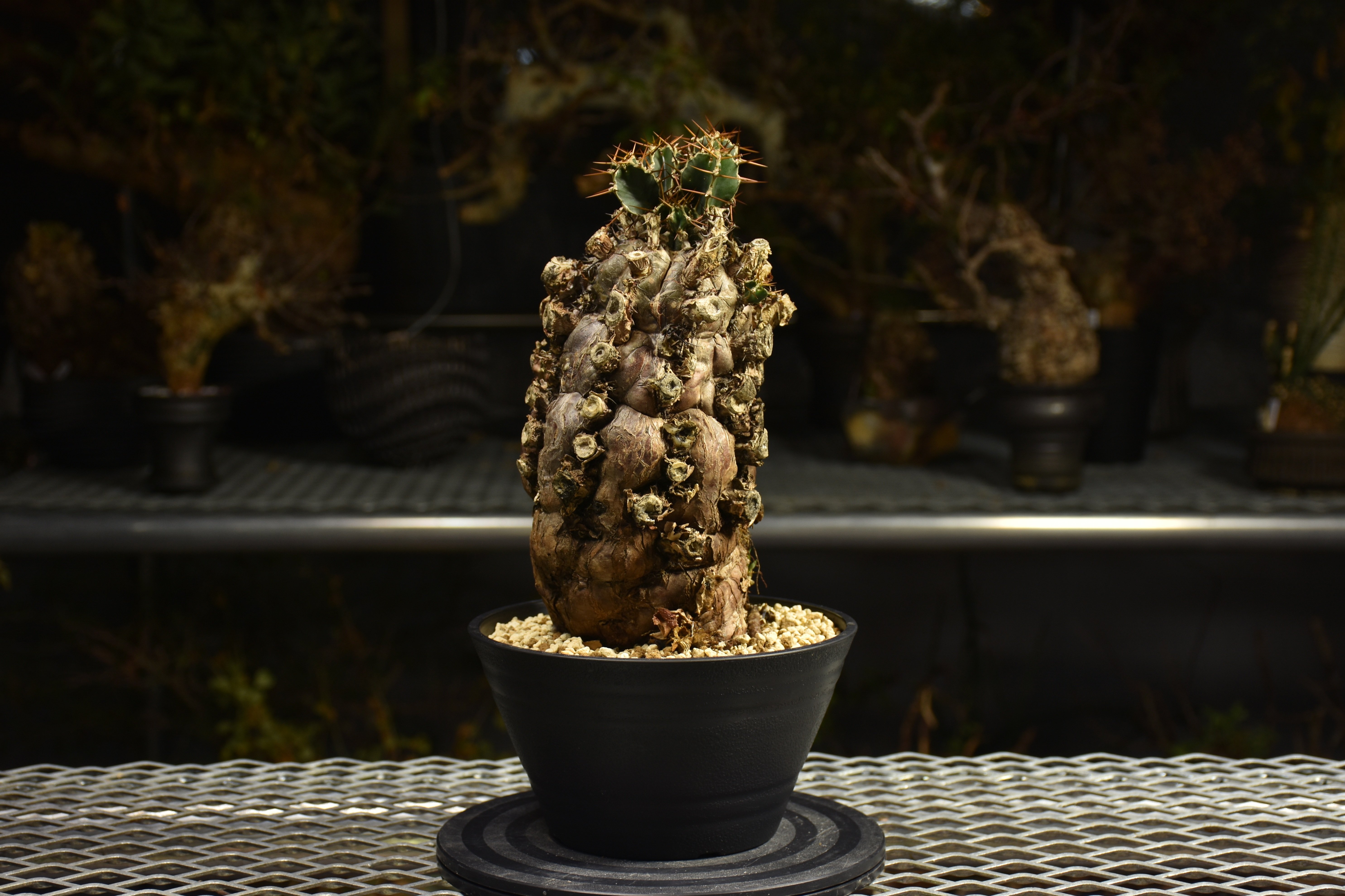 ユーフォルビア　ムランジーナ　発根済み　写真の鉢植えのまま発送 Euphorbia mlanjeana ユーフォルビア ムランジーナ 発根済現地株 I49 |