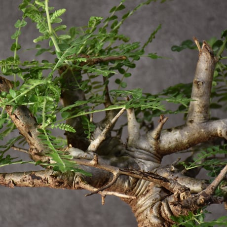 Boswellia neglecta　ボスウェリア ネグレクタ　発根済現地株　#6