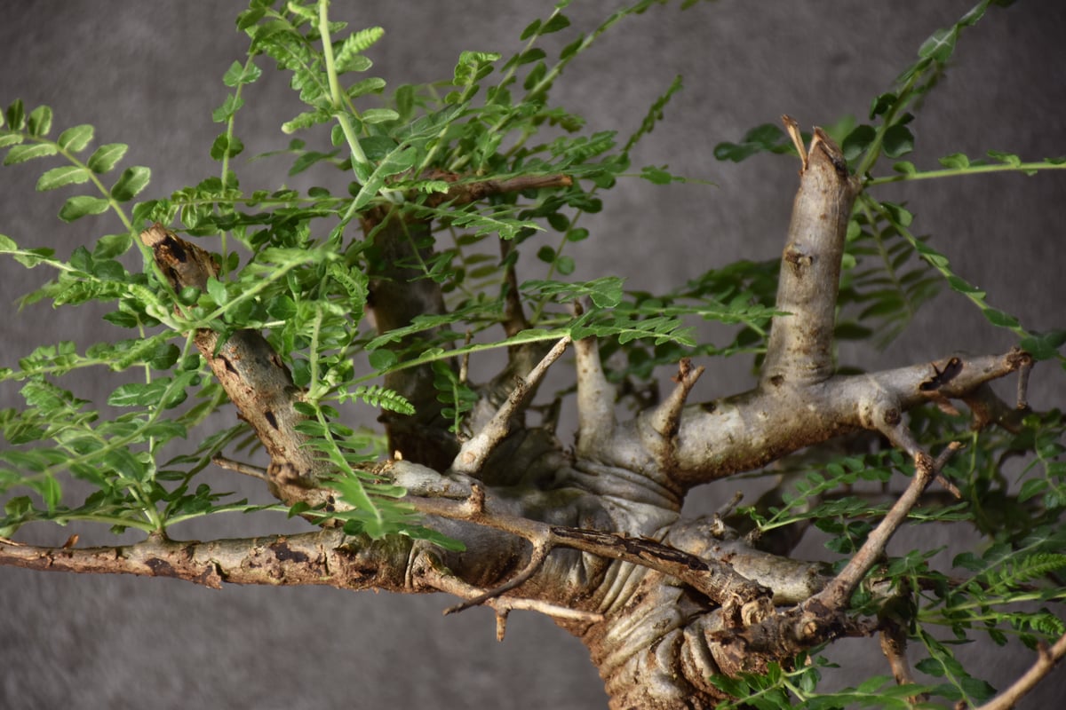 Boswellia neglecta ボスウェリア ネグレクタ 発根済現地株 #6 | BONDEX