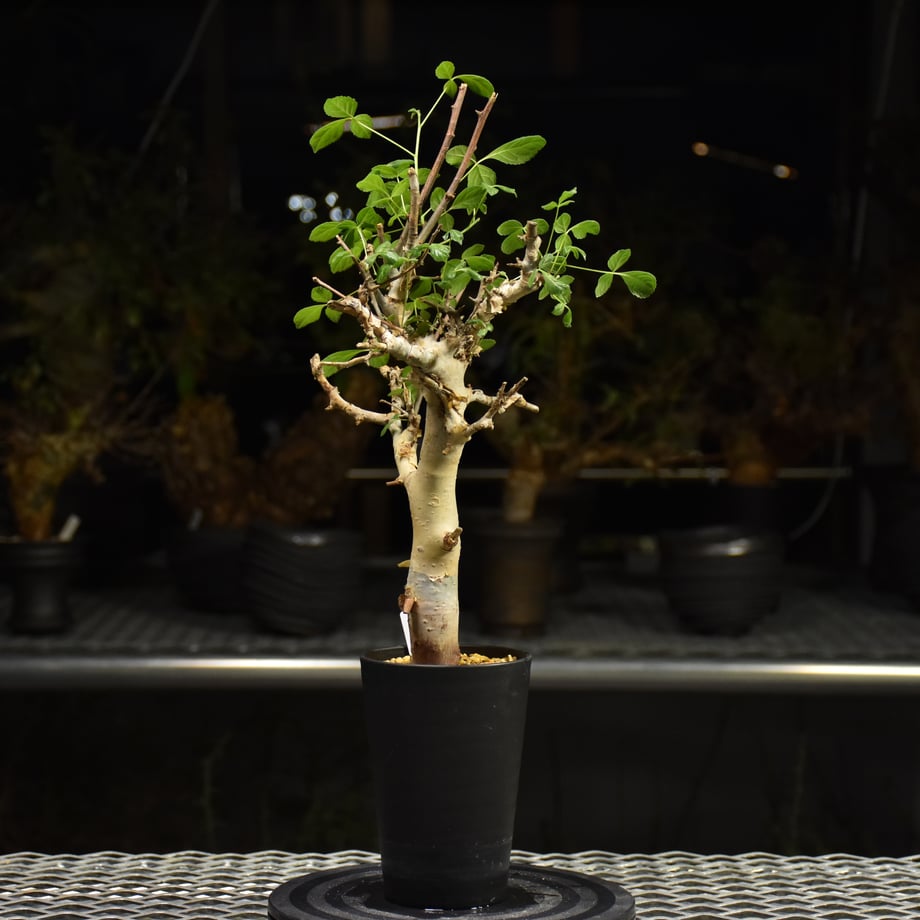 68f4fa99df6a59dad2440511