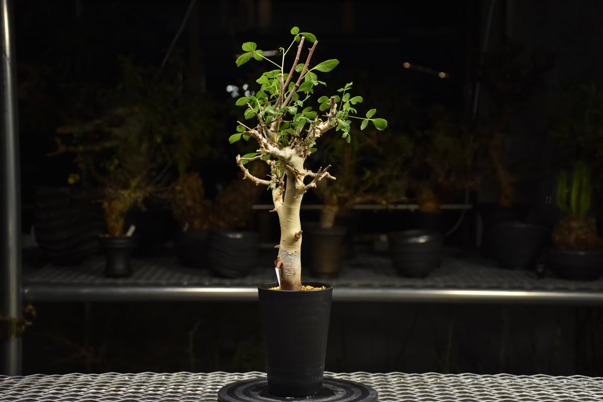 Commiphora holtziana コミフォラ ホルトジアナ 発根済現地株 H27 |
