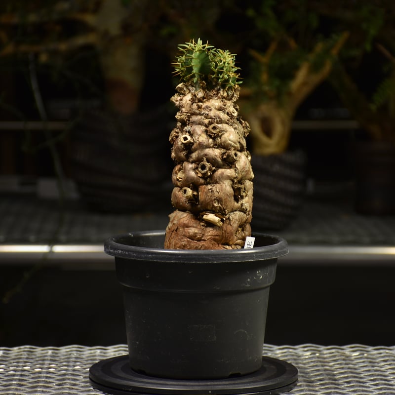 Euphorbia mlanjeana ユーフォルビア ムランジーナ 発根済現地株