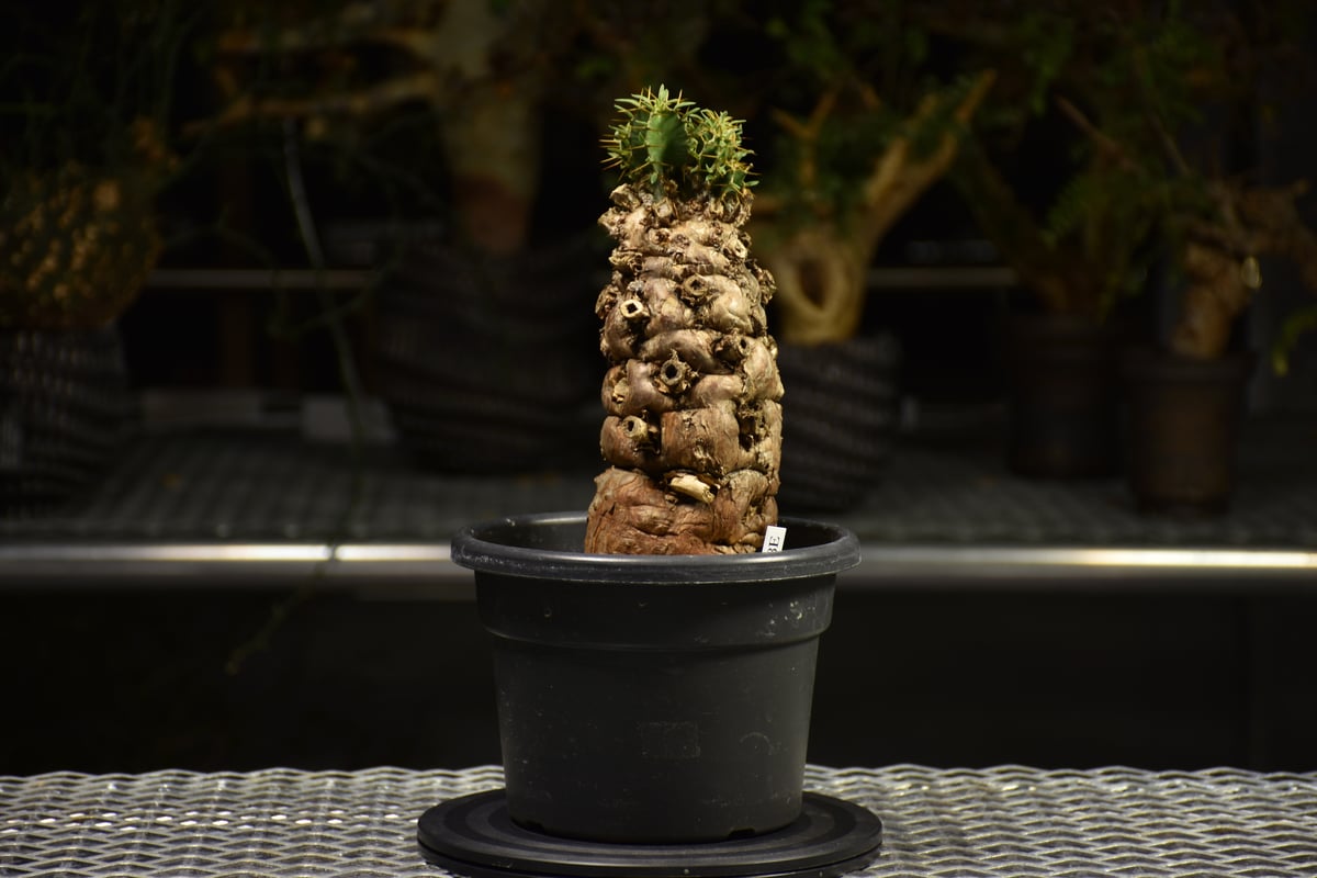 Euphorbia mlanjeana ユーフォルビア ムランジーナ 発根済現地株