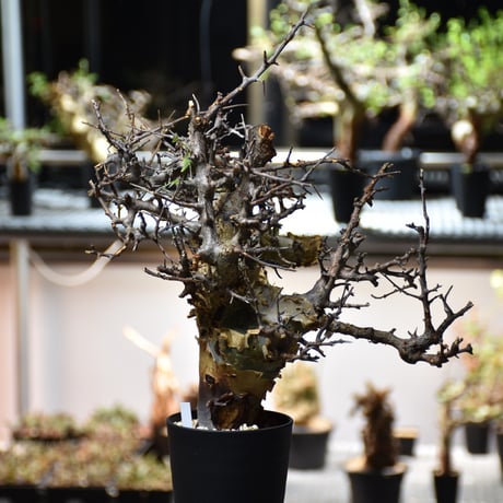 Commiphora kataf var.turkanensis コミフォラ カタフ ターカネンシス 発根済現地株 #5