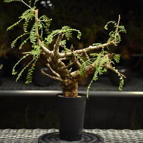 ボスウェリア ネグレクタ ブラックスキン 大株 冬支度特価 ボスウェリア ネグレクタ ブラックスキン 大株 ボスウェリア