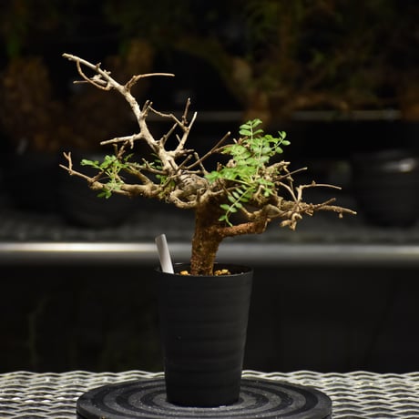Boswellia neglecta　ボスウェリア ネグレクタ　発根済現地株　H18