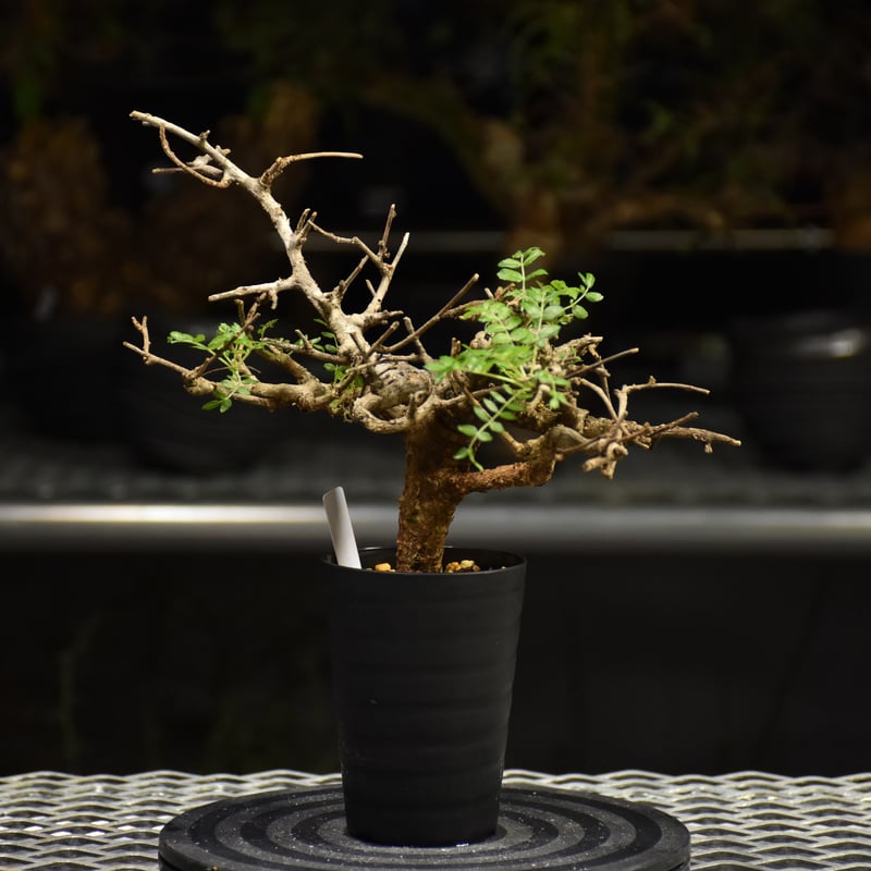 Boswellia neglecta ボスウェリア ネグレクタ 発根済現地株 H18 | BO