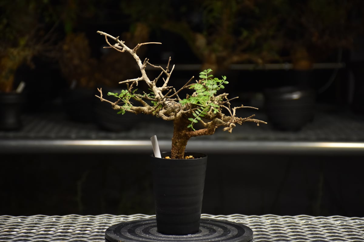 Boswellia neglecta ボスウェリアネグレクタ ボスウェリア ネグレクタ Boswellia neglecta 小鉢セット n