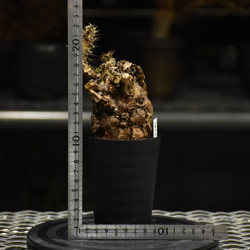 Euphorbia mlanjeana ユーフォルビア ムランジーナ 発根済現地株 I30 |