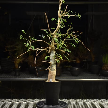 Commiphora holtziana コミフォラ ホルトジアナ 発根済現地株 H12
