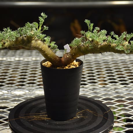 Monsonia herrei　モンソニア ヘレー　発根済現地株 6Bb11