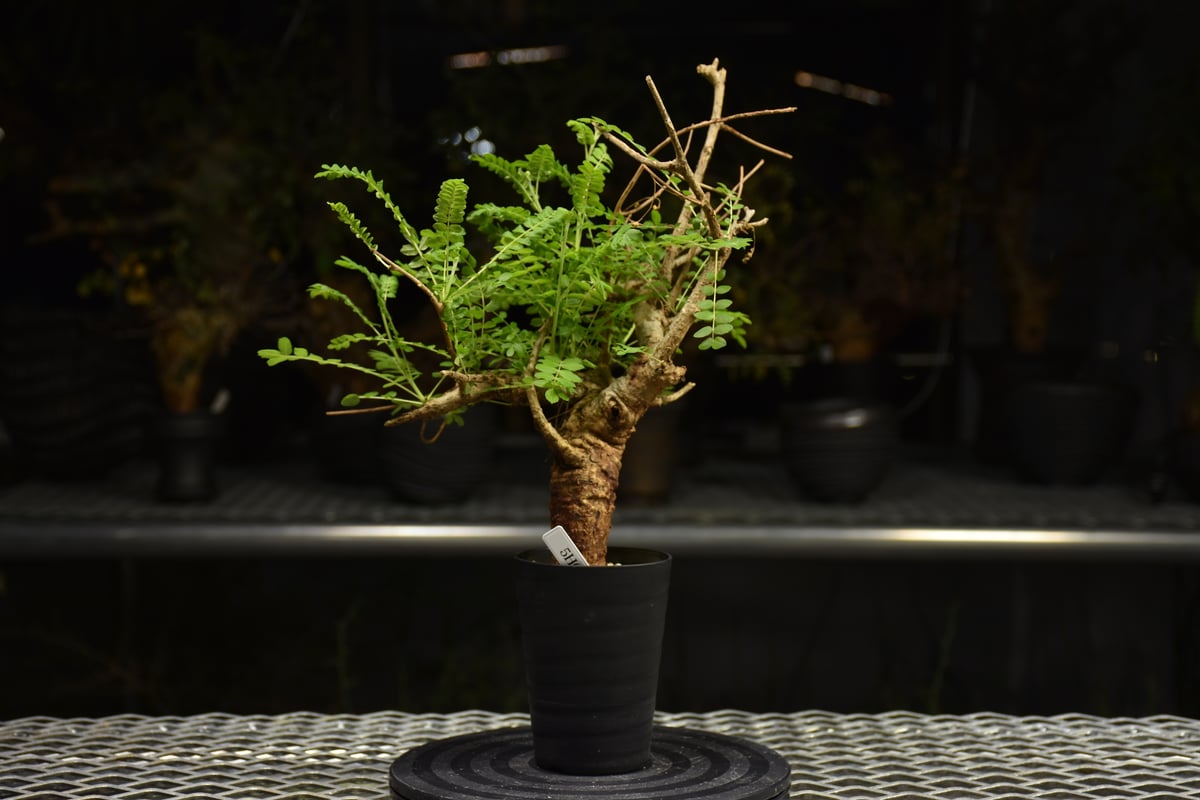Boswellia neglecta ボスウェリア ネグレクタ 発根済現地株 H10 | BO