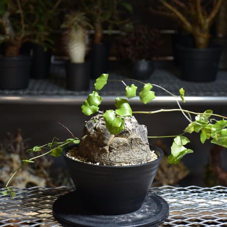 Dioscorea elephantipes ディオスコレア エレファンティペス アフリカ亀甲竜 発根済現地株 4