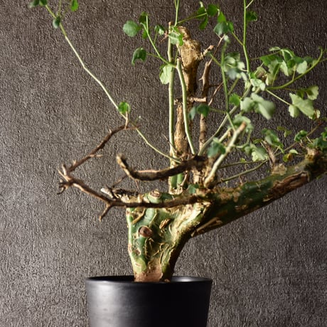 Commiphora campestris var. campestris コミフォラ カンペストリス 発根済現地株 #2