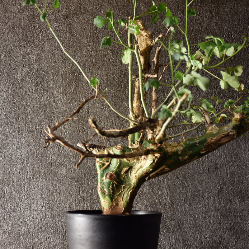 Commiphora campestris var. campestris コミフォラ カンペ