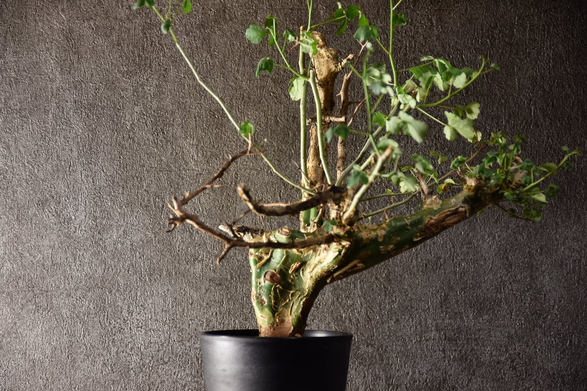 Commiphora campestris var. campestris コミフォラ カンペ