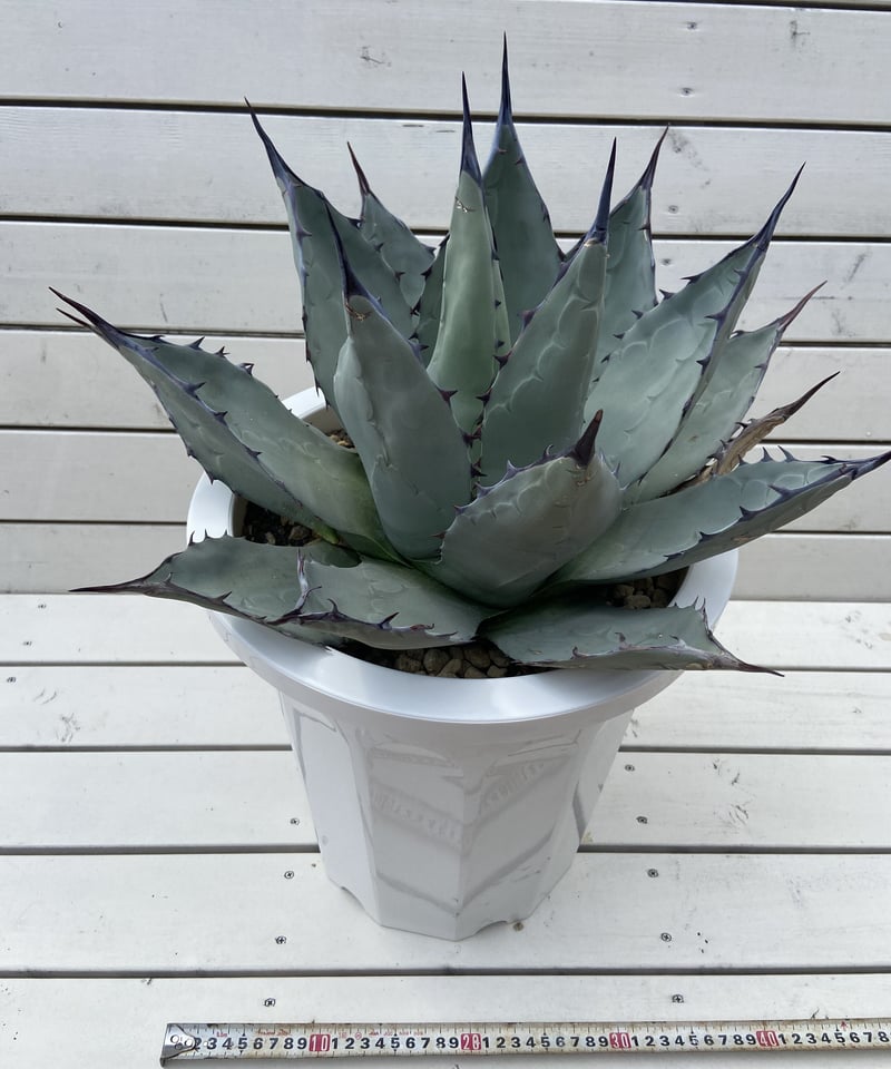 Agave applanata 海外輸入株 | WEST SIDE's STORE