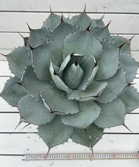 Agave horrida Kagerou【57】 Agave horrida Kagerou【57】 - メルカリ