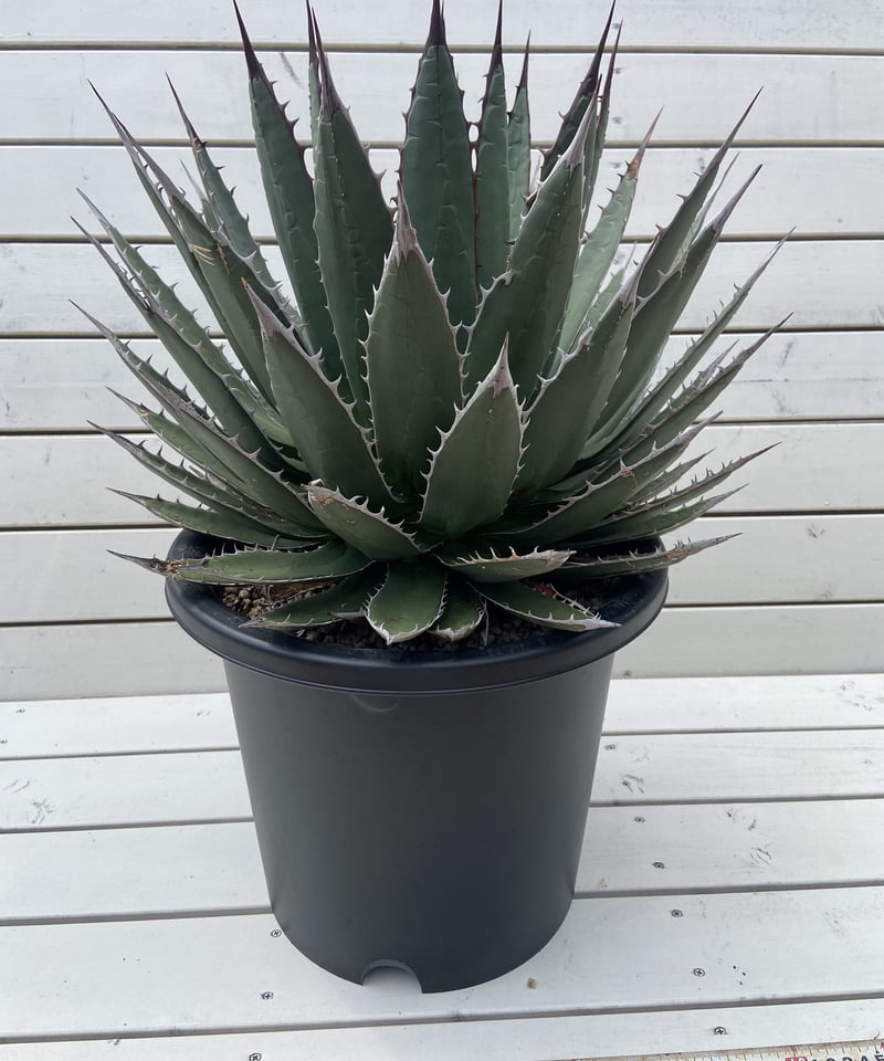 Agave horrida perotensis 海外輸入株 | WEST SIDE's STORE