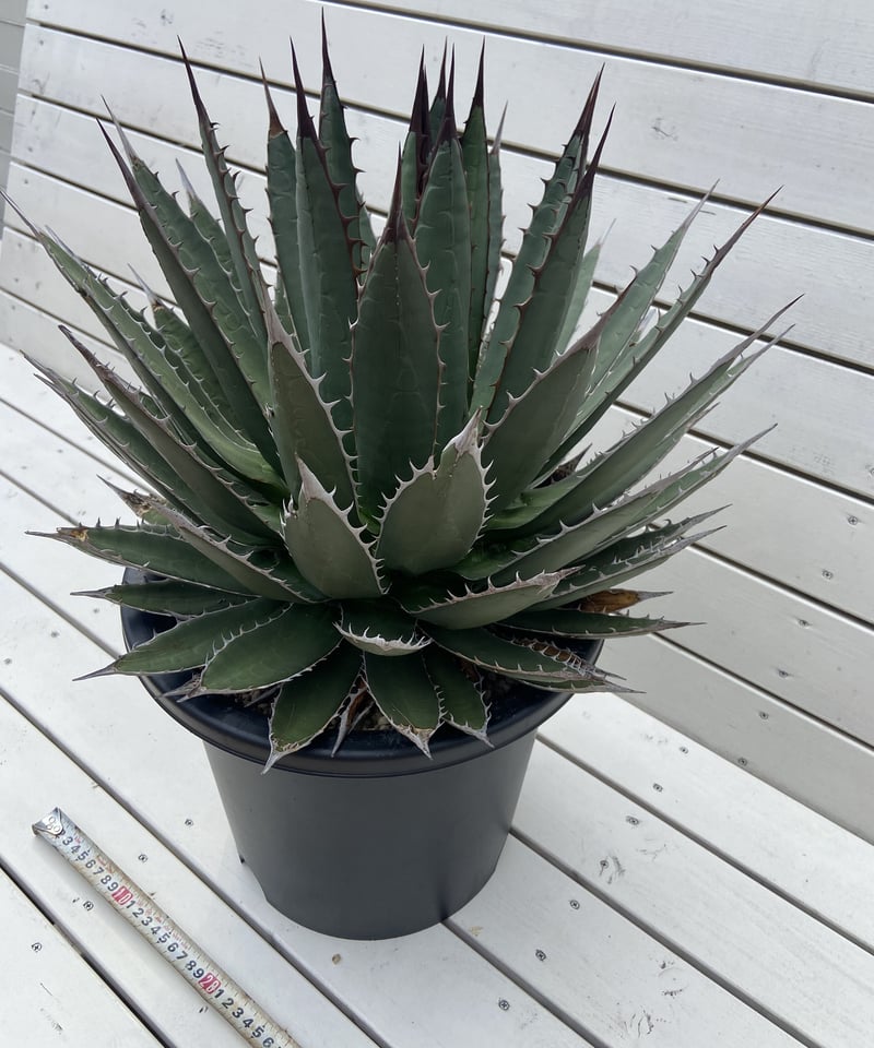 Agave horrida perotensis 海外輸入株 | WEST SIDE's STORE