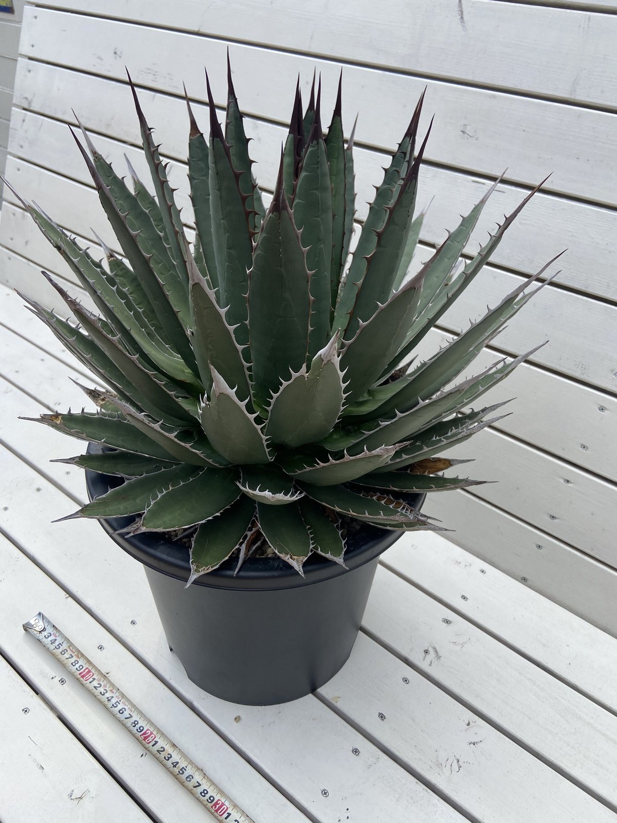 fit=scale-down,w=1200