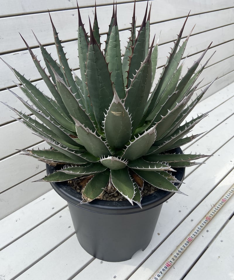 Agave horrida perotensis 海外輸入株 | WEST SIDE's STORE