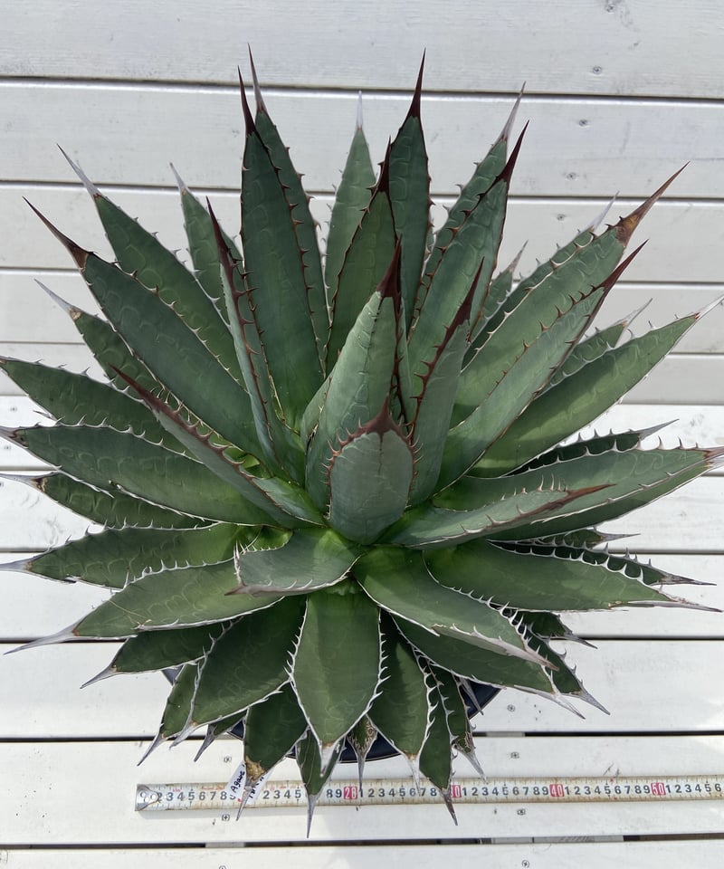 Agave horrida perotensis 海外輸入株 | WEST SIDE's STORE